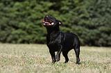 STAFFIE 385